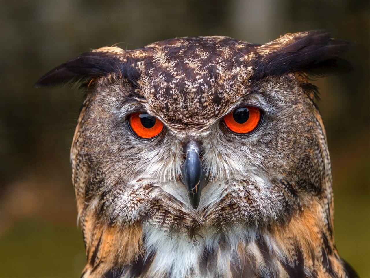 Oehoe de grootste uil ter wereld • 120 x 90 cm • Glazenschilderijen.nl