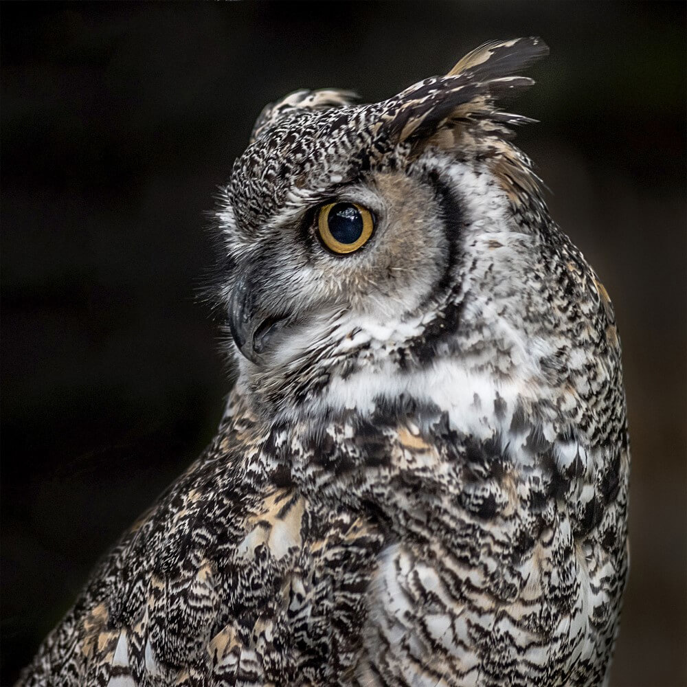 Close-up profielportret van een wijze uil Close-up profielportret van een wijze uil