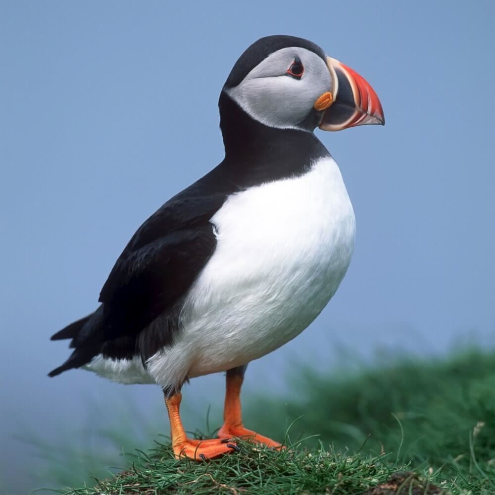 Papegaaiduiker aan de kust van Schotland Papegaaiduiker aan de kust van Schotland