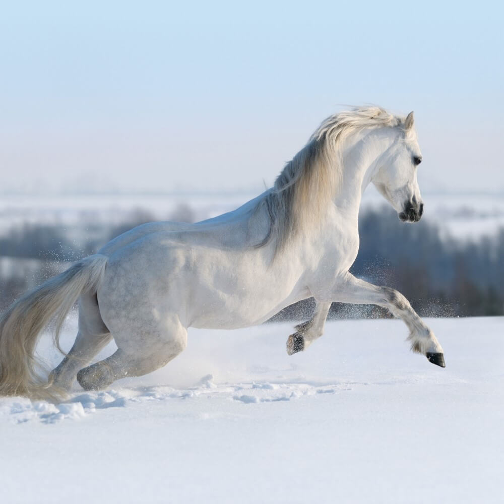 Wit paard galopperend in de sneeuw Wit paard galopperend in de sneeuw