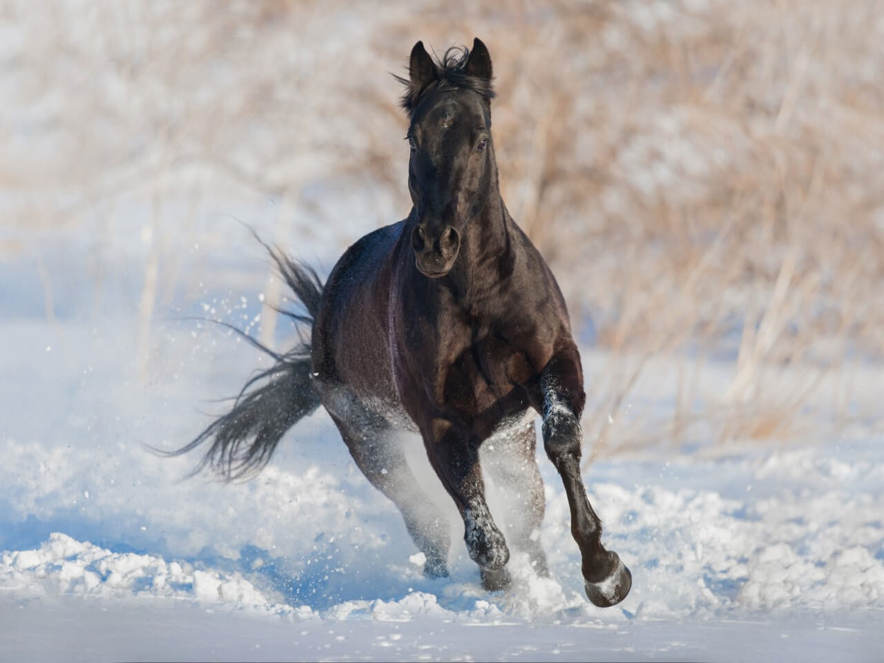 ziekte paraplu zone Elegant paard in galop in sneeuw • 120 x 90 cm • Glazenschilderijen.nl