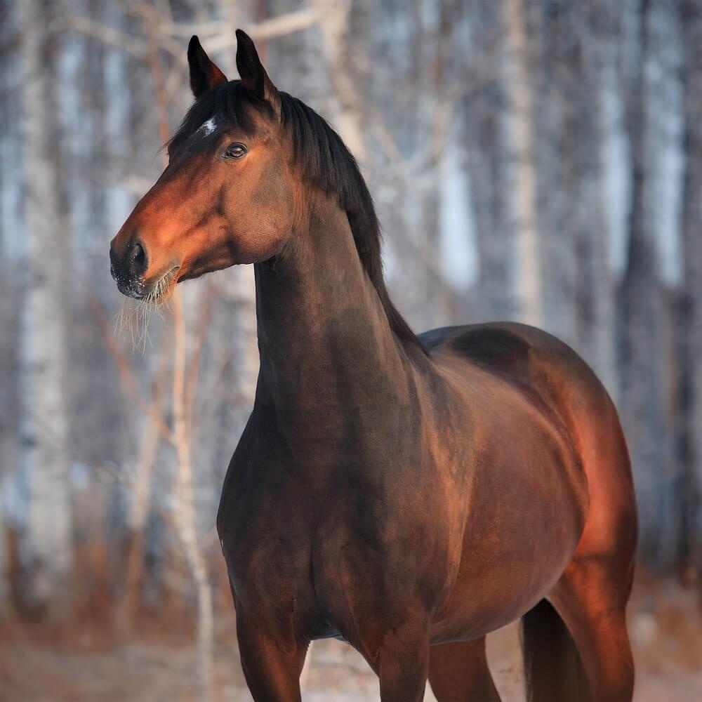 Krachtig paard in het bos Krachtig paard in het bos