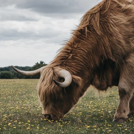 Schilderij Hooglander grazend in het New Forest park | 50 x 50 cm glasschilderij Schilderij Hooglander grazend in het New Forest park | 50 x 50 cm glasschilderij