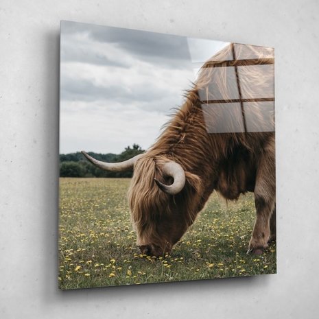 Schilderij Hooglander grazend in het New Forest park | 50 x 50 cm glasschilderij Schilderij Hooglander grazend in het New Forest park | 50 x 50 cm glasschilderij