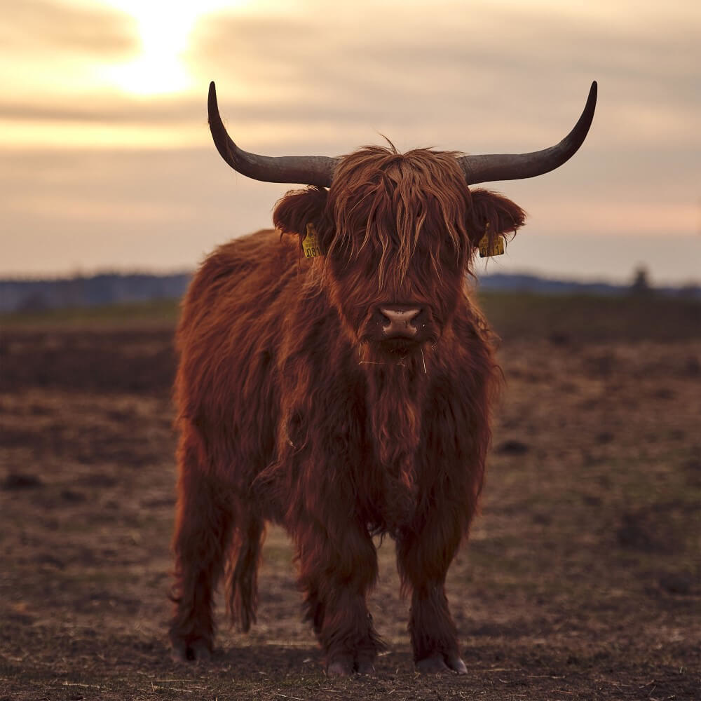 Jonge Schotse hooglander bij avondlicht Jonge Schotse hooglander bij avondlicht