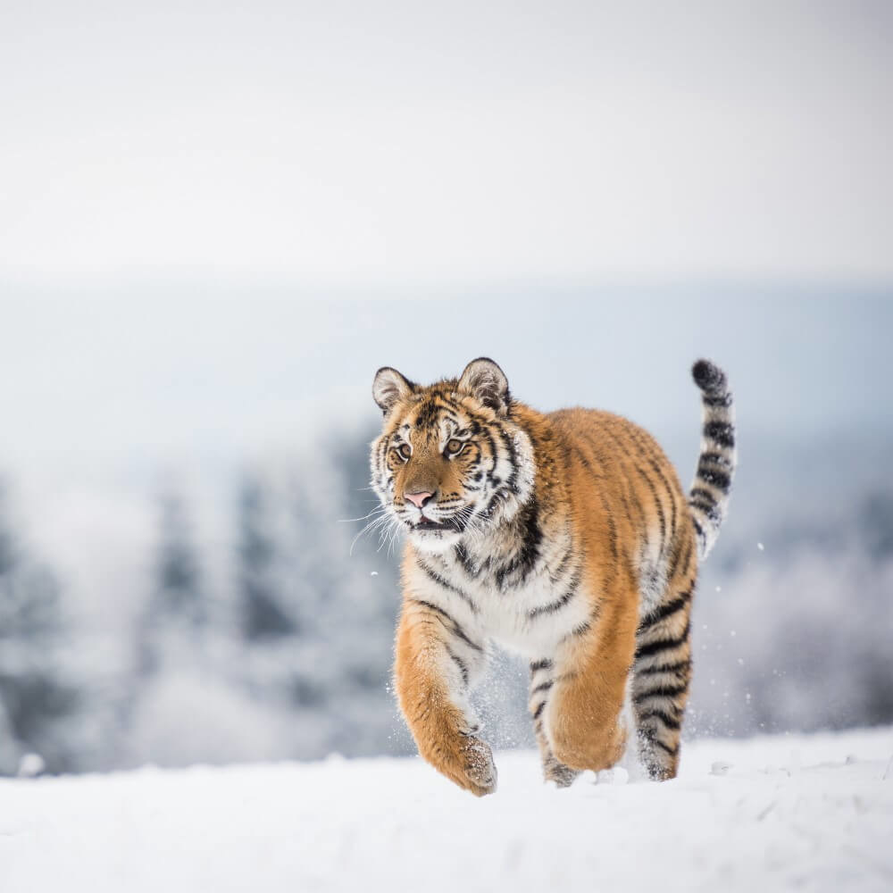 Siberische tijger rennend over sneeuwvelden Siberische tijger rennend over sneeuwvelden
