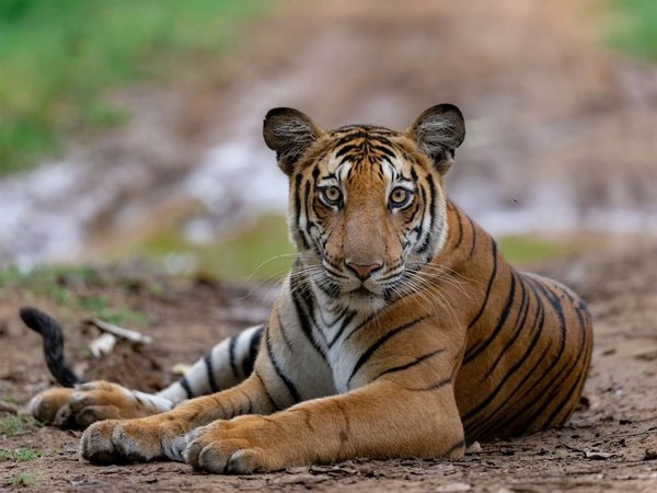 Schilderij Tijger rustig liggend op het pad | 80 x 60 cm glasschilderij Schilderij Tijger rustig liggend op het pad | 80 x 60 cm glasschilderij