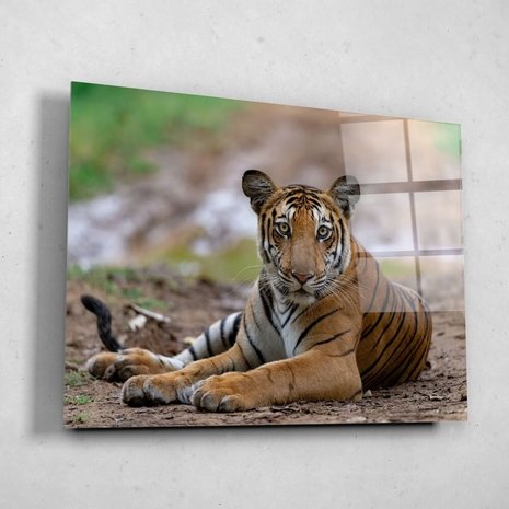Schilderij Tijger rustig liggend op het pad | 80 x 60 cm glasschilderij Schilderij Tijger rustig liggend op het pad | 80 x 60 cm glasschilderij