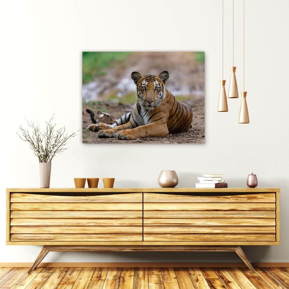 Schilderij Tijger rustig liggend op het pad | 80 x 60 cm glasschilderij Schilderij Tijger rustig liggend op het pad | 80 x 60 cm glasschilderij