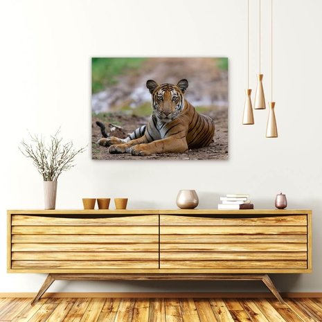 Schilderij Tijger rustig liggend op het pad | 80 x 60 cm glasschilderij Schilderij Tijger rustig liggend op het pad | 80 x 60 cm glasschilderij