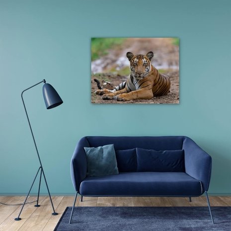 Schilderij Tijger rustig liggend op het pad | 80 x 60 cm glasschilderij Schilderij Tijger rustig liggend op het pad | 80 x 60 cm glasschilderij