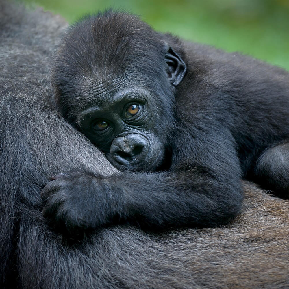 Jonge chimpansee liggend op de buik Jonge chimpansee liggend op de buik