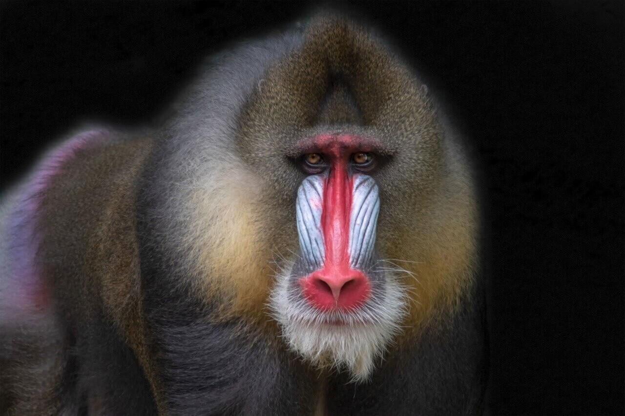 Schilderij Mandril aap met onderzoekende blik | 150 x 100 cm glasschilderij Schilderij Mandril aap met onderzoekende blik | 150 x 100 cm glasschilderij