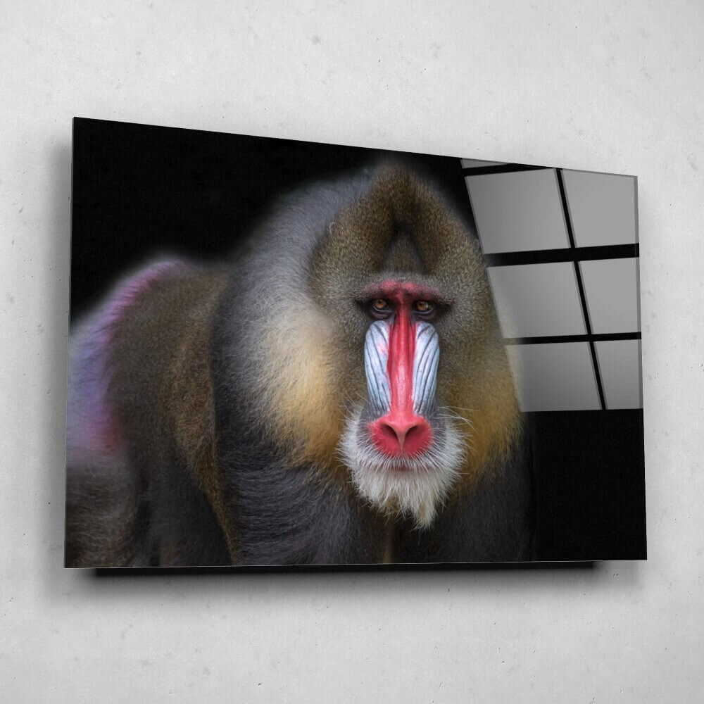Schilderij Mandril aap met onderzoekende blik | 150 x 100 cm glasschilderij Schilderij Mandril aap met onderzoekende blik | 150 x 100 cm glasschilderij