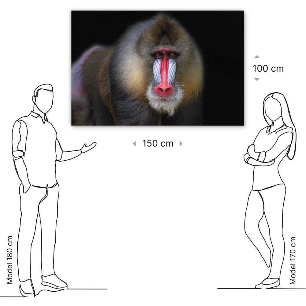 Schilderij Mandril aap met onderzoekende blik | 150 x 100 cm glasschilderij Schilderij Mandril aap met onderzoekende blik | 150 x 100 cm glasschilderij
