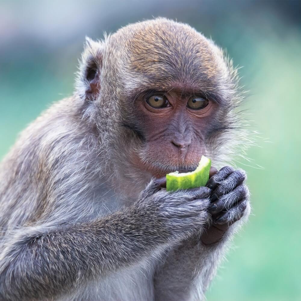 Peuzelende makaak Peuzelende makaak