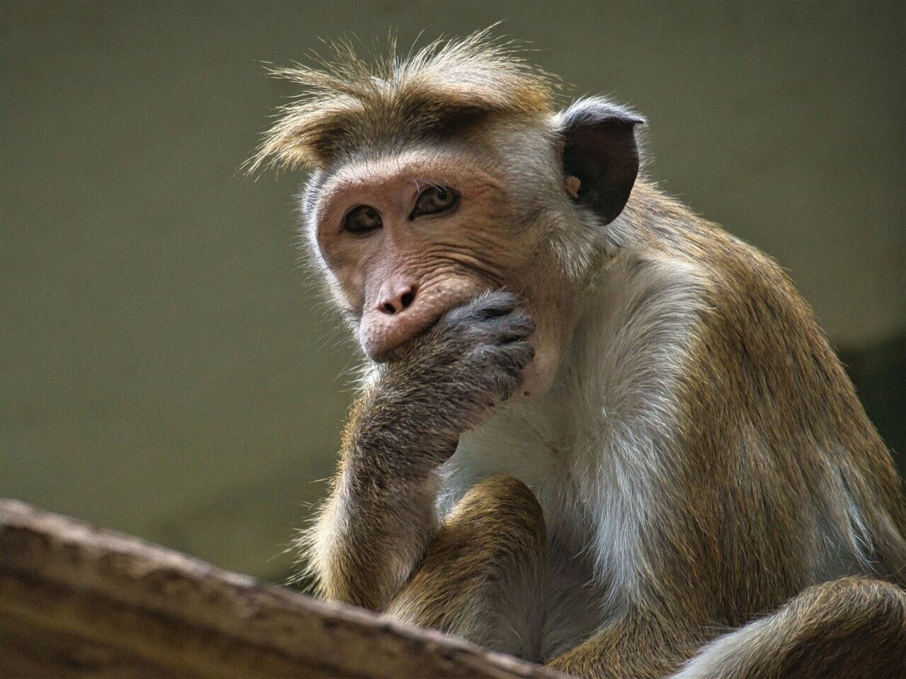 Aap met hand voor de mond • 80 x 60 cm • Glazenschilderijen.nl