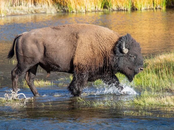 Schilderij Bizon door het water | 100 x 75 cm glasschilderij Schilderij Bizon door het water | 100 x 75 cm glasschilderij