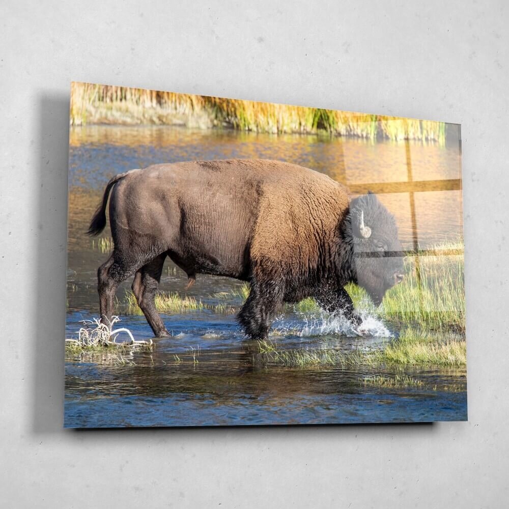 Schilderij Bizon door het water | 100 x 75 cm glasschilderij Schilderij Bizon door het water | 100 x 75 cm glasschilderij