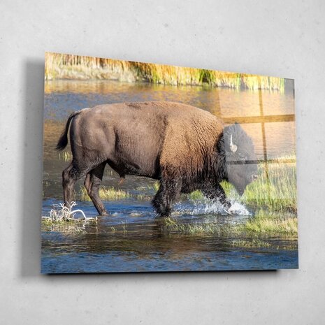 Schilderij Bizon door het water | 100 x 75 cm glasschilderij Schilderij Bizon door het water | 100 x 75 cm glasschilderij