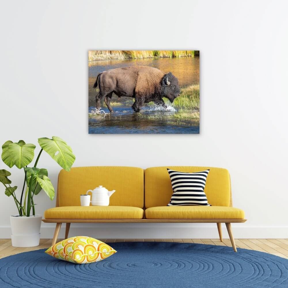 Schilderij Bizon door het water | 100 x 75 cm glasschilderij Schilderij Bizon door het water | 100 x 75 cm glasschilderij