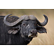 Indrukwekkend buffel portret | 90 x 60 cm Indrukwekkend buffel portret | 90 x 60 cm