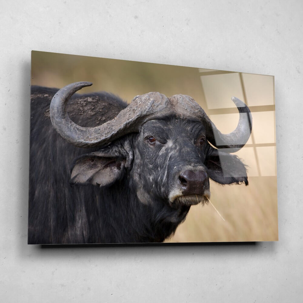 Schilderij Indrukwekkend buffel portret | 90 x 60 cm glasschilderij Schilderij Indrukwekkend buffel portret | 90 x 60 cm glasschilderij