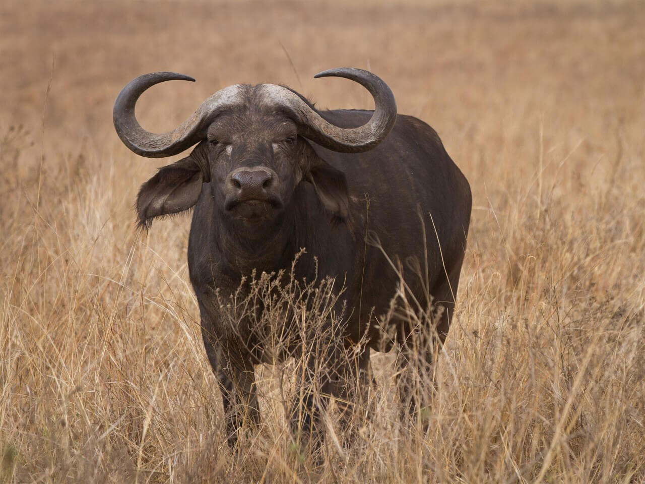 Schilderij Buffel op de savanne | 80 x 60 cm glasschilderij Schilderij Buffel op de savanne | 80 x 60 cm glasschilderij
