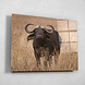 Buffel op de savanne | 80 x 60 cm Buffel op de savanne | 80 x 60 cm