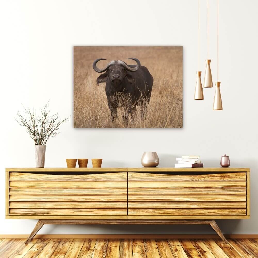 Schilderij Buffel op de savanne | 80 x 60 cm glasschilderij Schilderij Buffel op de savanne | 80 x 60 cm glasschilderij