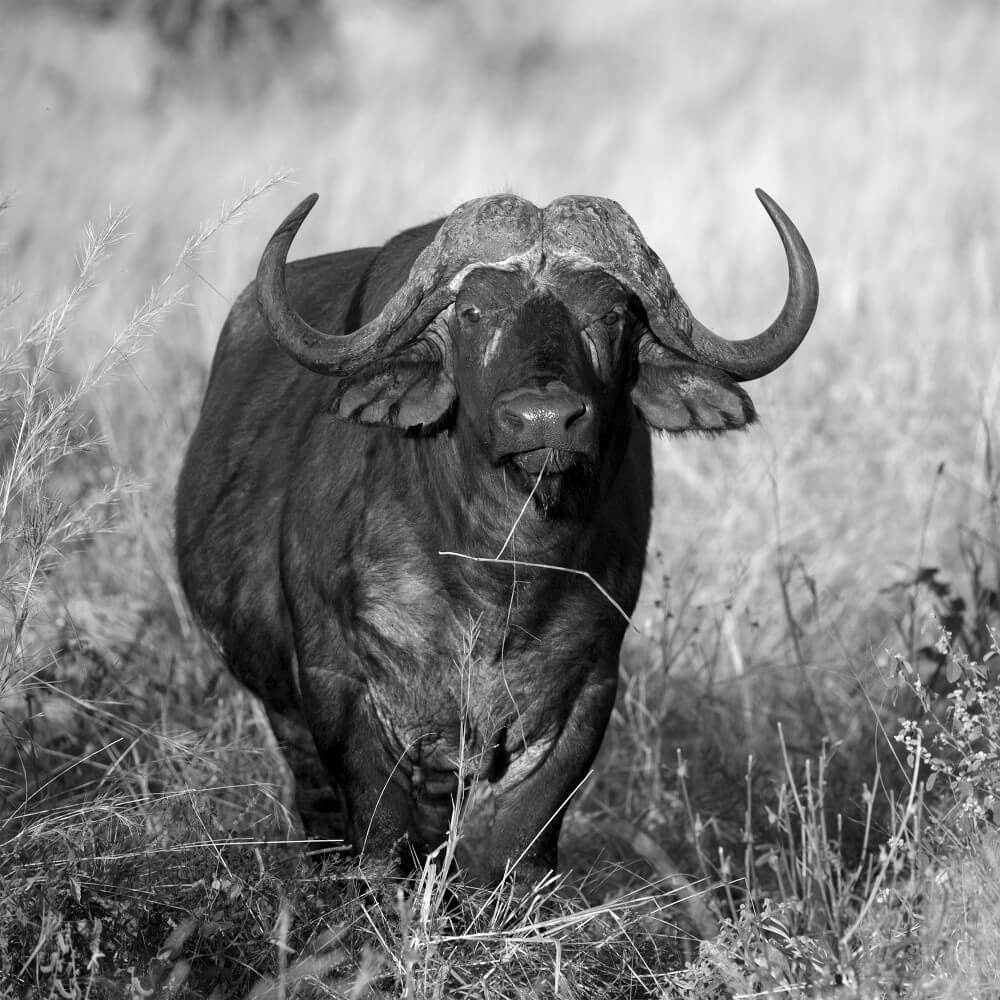 Machtige buffel in zwart-wit Machtige buffel in zwart-wit