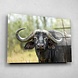 Buffel met vogel op de rug | 120 x 80 cm Buffel met vogel op de rug | 120 x 80 cm