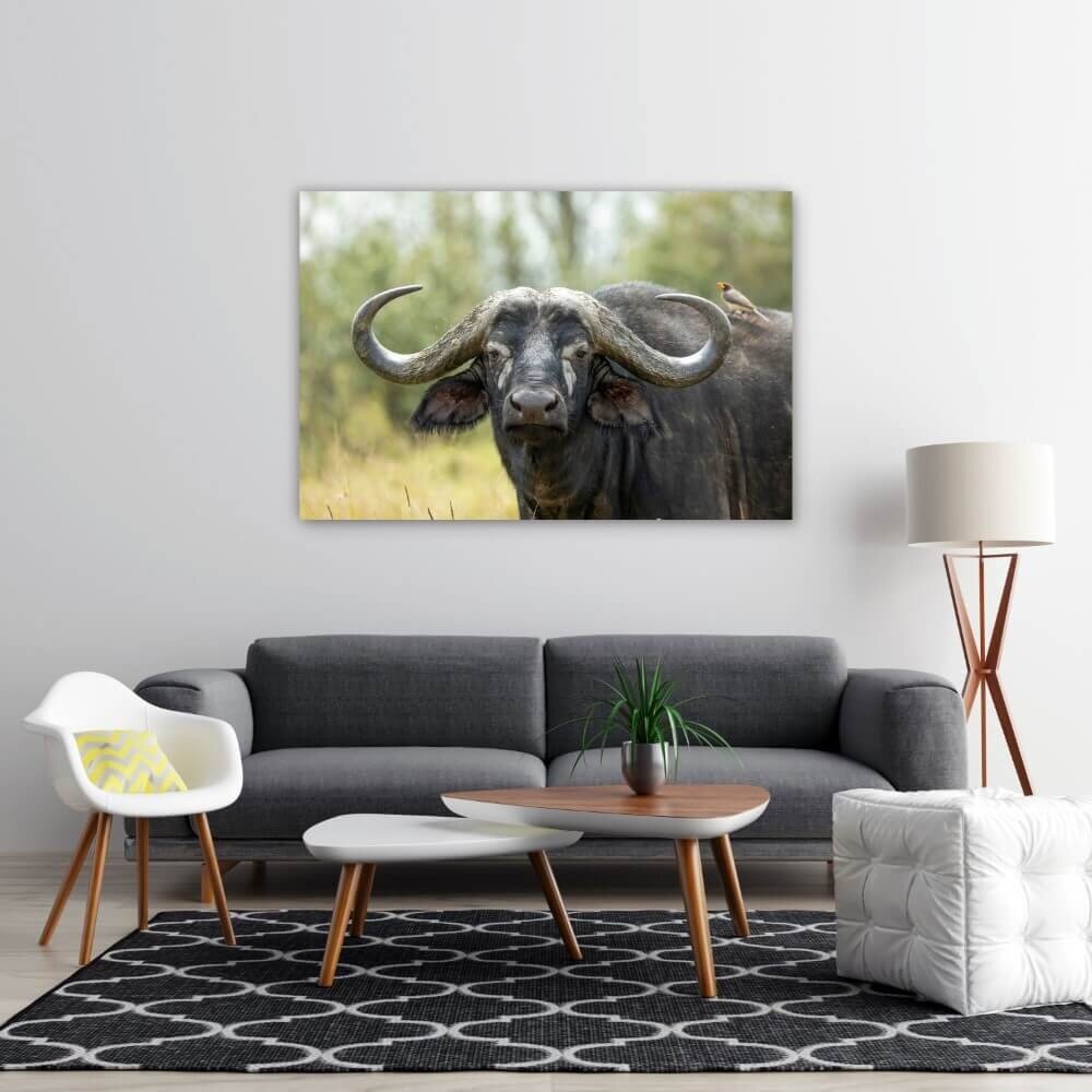 Schilderij Buffel met vogel op de rug | 120 x 80 cm glasschilderij Schilderij Buffel met vogel op de rug | 120 x 80 cm glasschilderij