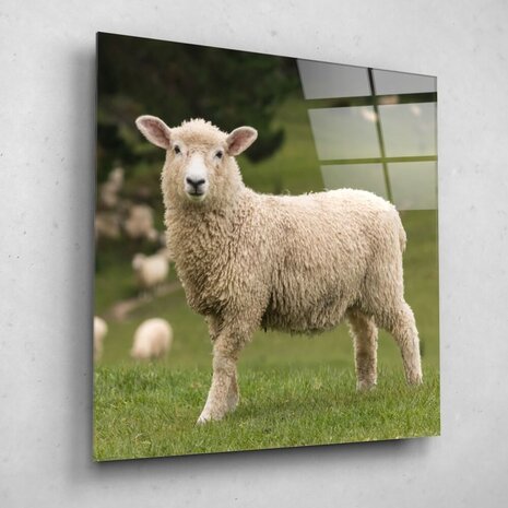 Schilderij Vrolijk schaap | 70 x 70 cm glasschilderij Schilderij Vrolijk schaap | 70 x 70 cm glasschilderij