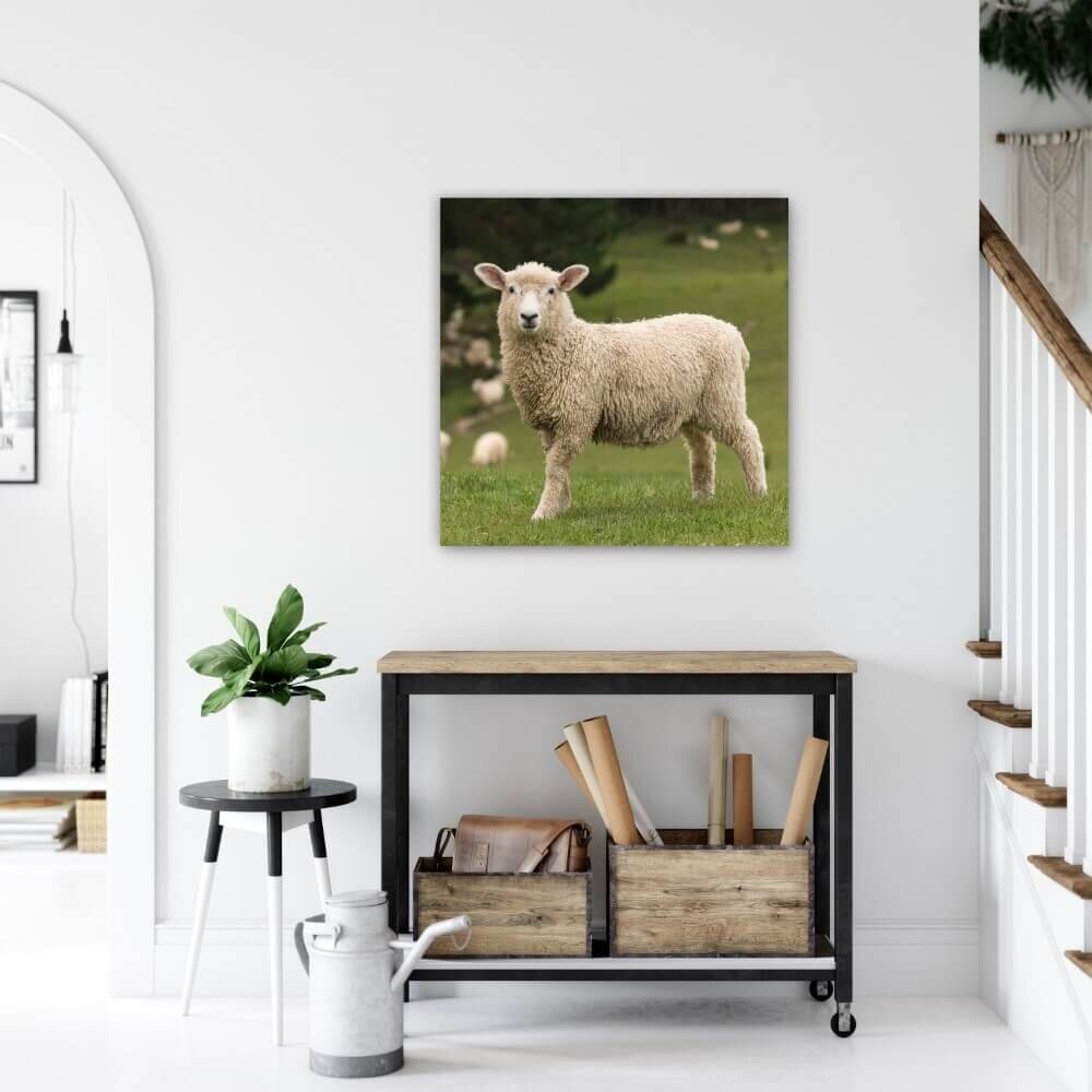 Schilderij Vrolijk schaap | 70 x 70 cm glasschilderij Schilderij Vrolijk schaap | 70 x 70 cm glasschilderij