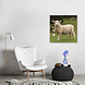 Vrolijk schaap | 70 x 70 cm Vrolijk schaap | 70 x 70 cm