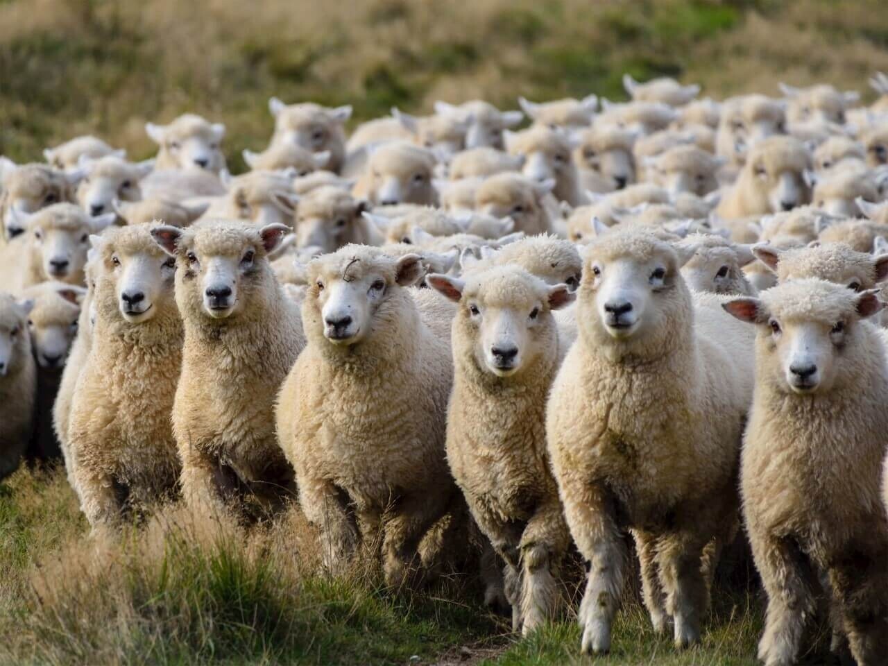 Schilderij Groep van schapen op de uitkijk | 80 x 60 cm glasschilderij Schilderij Groep van schapen op de uitkijk | 80 x 60 cm glasschilderij