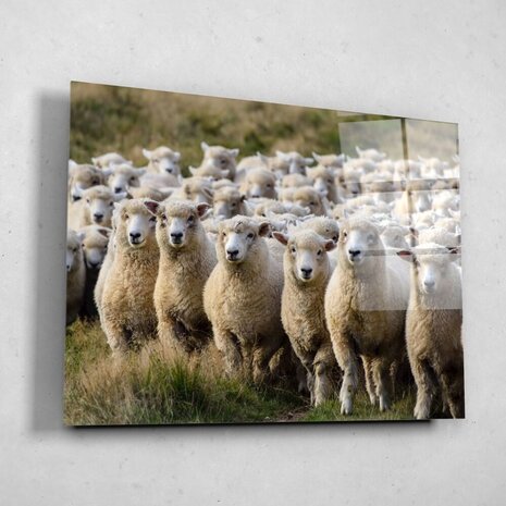 Schilderij Groep van schapen op de uitkijk | 80 x 60 cm glasschilderij Schilderij Groep van schapen op de uitkijk | 80 x 60 cm glasschilderij