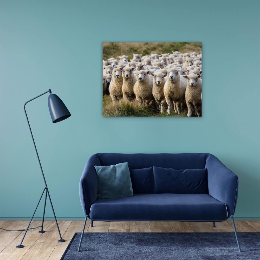 Schilderij Groep van schapen op de uitkijk | 80 x 60 cm glasschilderij Schilderij Groep van schapen op de uitkijk | 80 x 60 cm glasschilderij