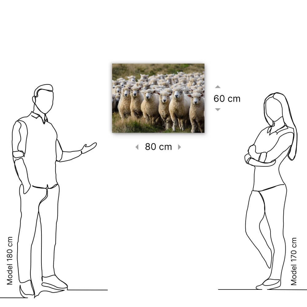 Schilderij Groep van schapen op de uitkijk | 80 x 60 cm glasschilderij Schilderij Groep van schapen op de uitkijk | 80 x 60 cm glasschilderij