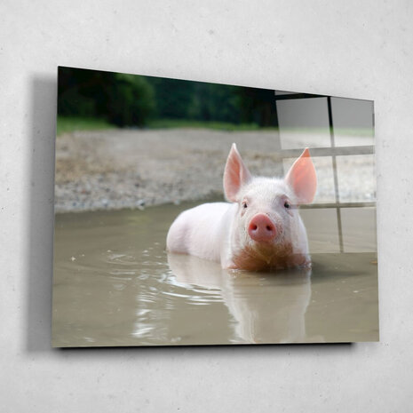 Schilderij Biggetje in het water | 80 x 60 cm glasschilderij Schilderij Biggetje in het water | 80 x 60 cm glasschilderij