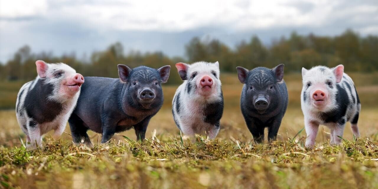 Schilderij Zwarte en gevlekte varkens op een rij | 120 x 60 cm glasschilderij Schilderij Zwarte en gevlekte varkens op een rij | 120 x 60 cm glasschilderij
