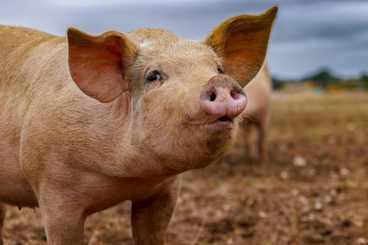 Varken schilderij • 35+ in collectie • Alle formaten op écht glas