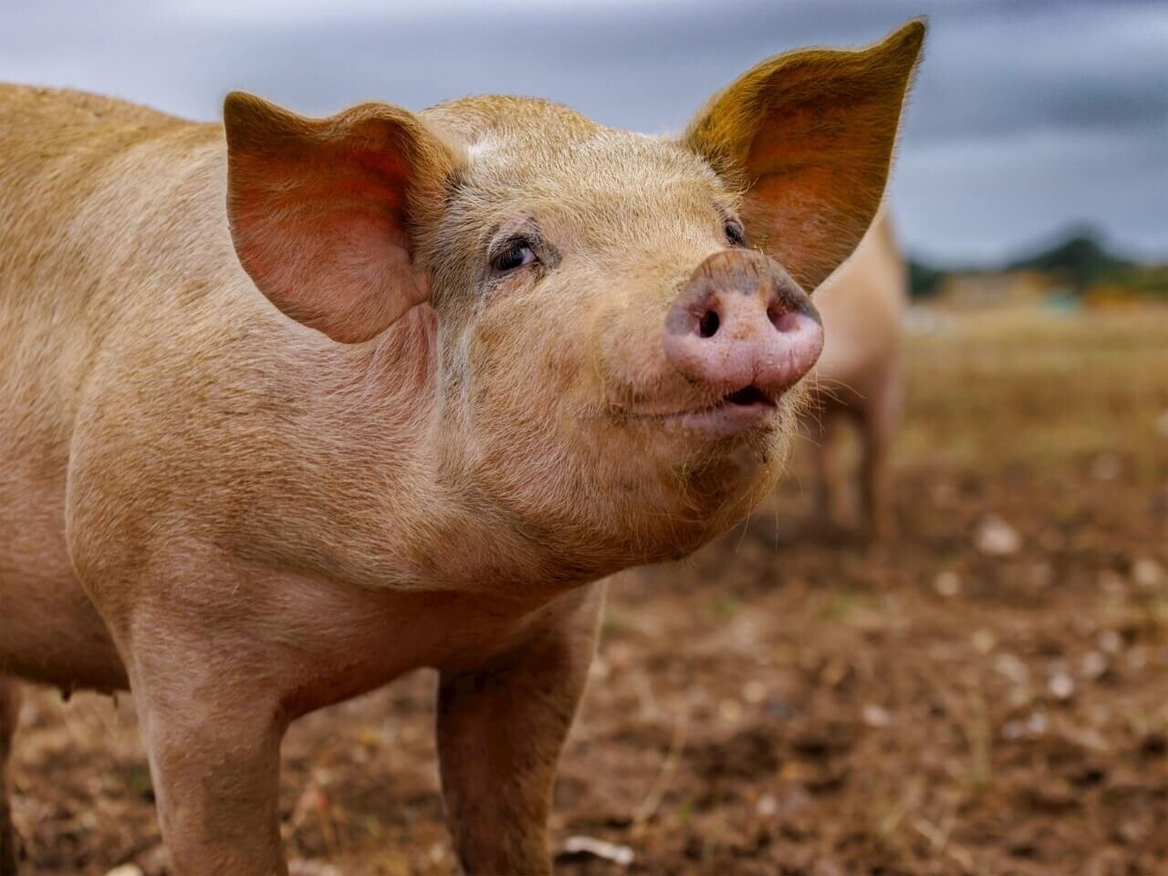 Varken met de neus in de wind • 100 x 75 cm • Glazenschilderijen.nl