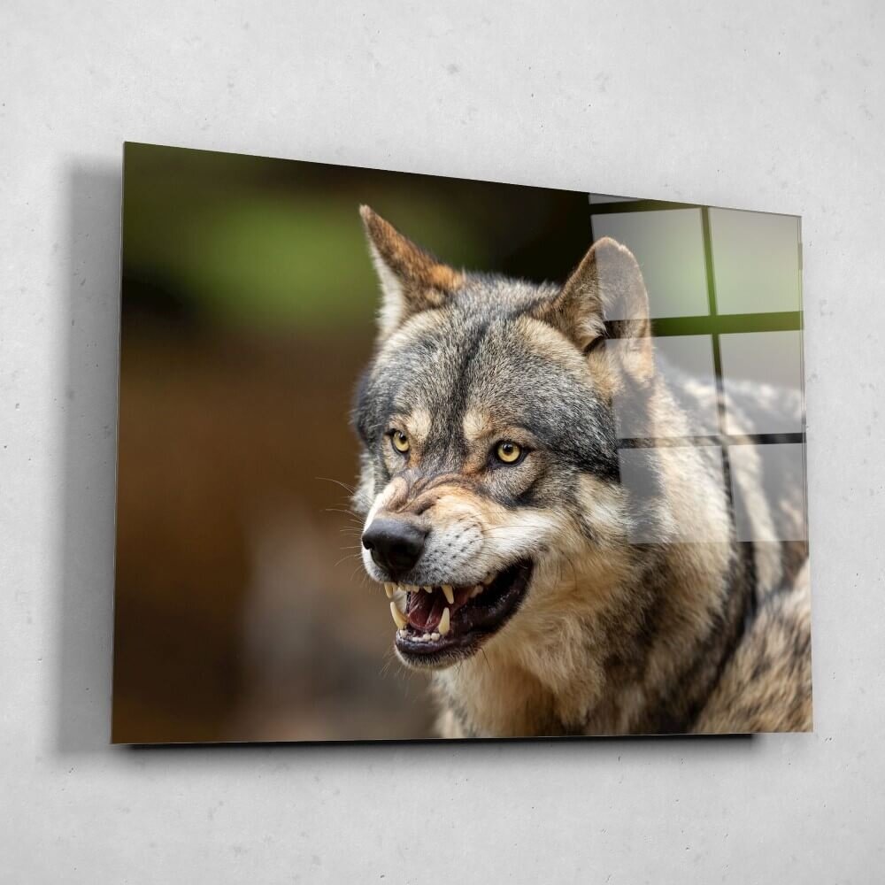Schilderij Wolf laat zijn tanden zien | 80 x 60 cm glasschilderij Schilderij Wolf laat zijn tanden zien | 80 x 60 cm glasschilderij