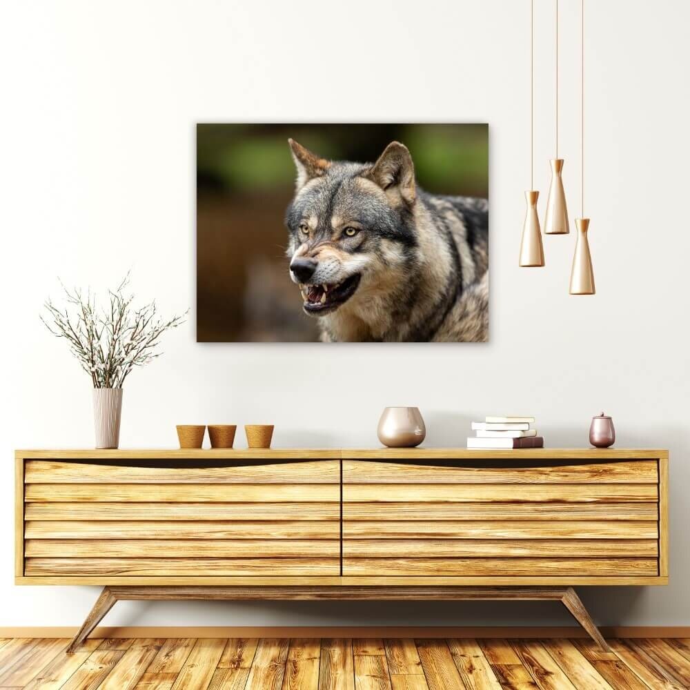 Schilderij Wolf laat zijn tanden zien | 80 x 60 cm glasschilderij Schilderij Wolf laat zijn tanden zien | 80 x 60 cm glasschilderij