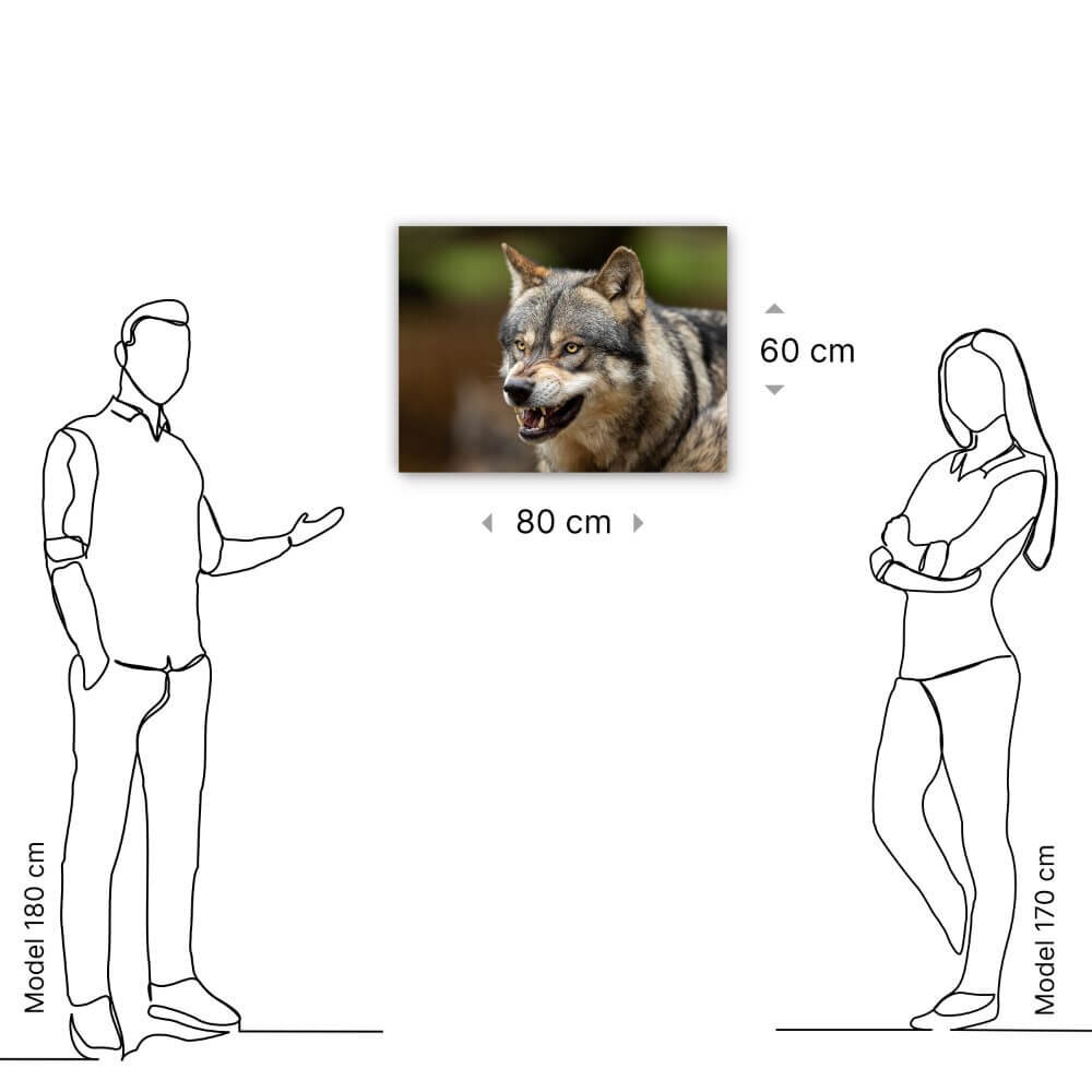 Schilderij Wolf laat zijn tanden zien | 80 x 60 cm glasschilderij Schilderij Wolf laat zijn tanden zien | 80 x 60 cm glasschilderij