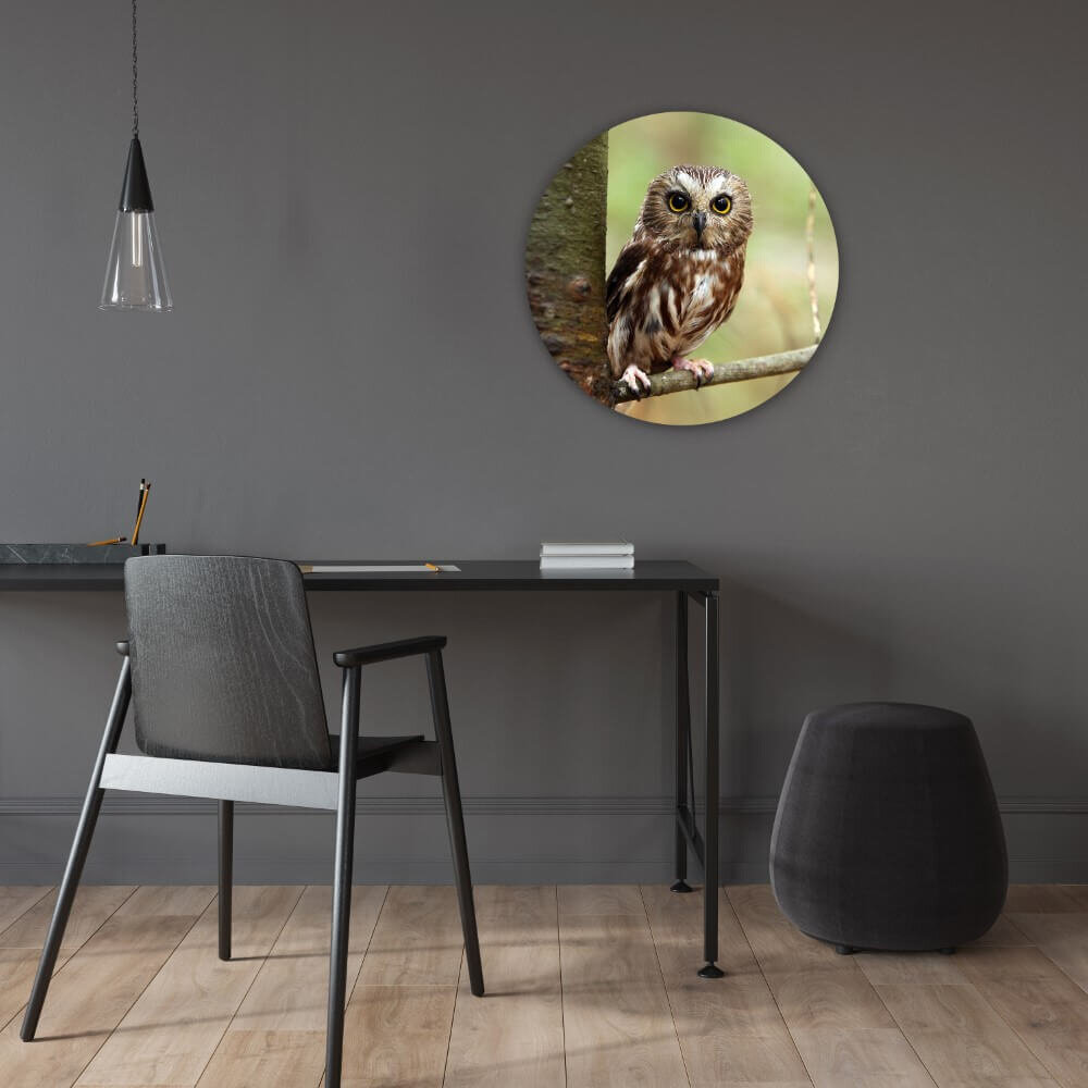 Schilderij Kleine schattige uil | Rond 60 cm glasschilderij Schilderij Kleine schattige uil | Rond 60 cm glasschilderij