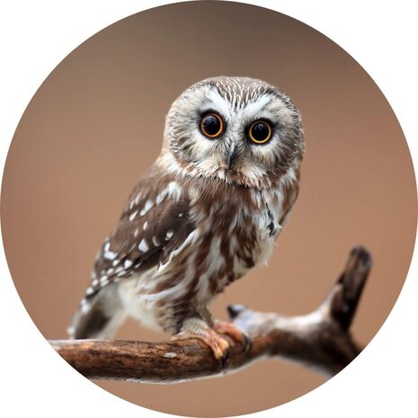 Schilderij Nieuwsgierige uil | Rond 70 cm glasschilderij Schilderij Nieuwsgierige uil | Rond 70 cm glasschilderij