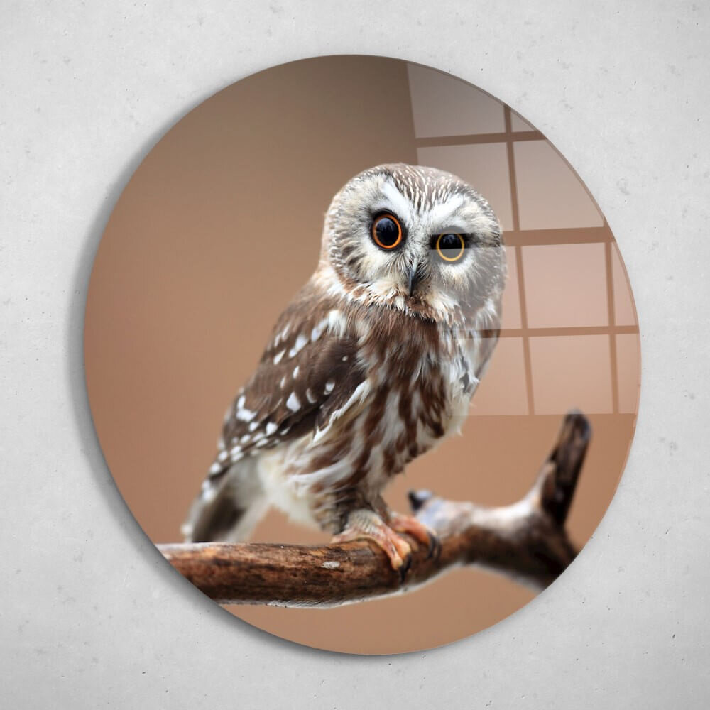 Schilderij Nieuwsgierige uil | Rond 70 cm glasschilderij Schilderij Nieuwsgierige uil | Rond 70 cm glasschilderij